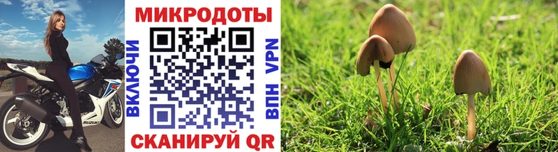 OMG ссылка  Катайск  Псилоцибиновые грибы Psilocybe  где найти наркотики 